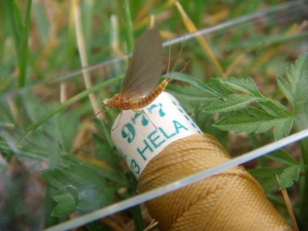La junta teme que las lluvias arrastren la ceniza a  los acuíferos